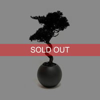【DRY BONSAI for KONBINI】SHADOW BLACK DRY BONSAI (No.2)
