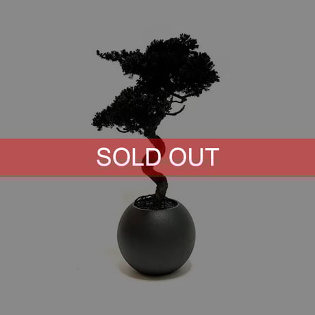 第3回翠緑盆栽展 #bonsai #盆栽 #盆景 #園芸 #盆栽のある暮らし