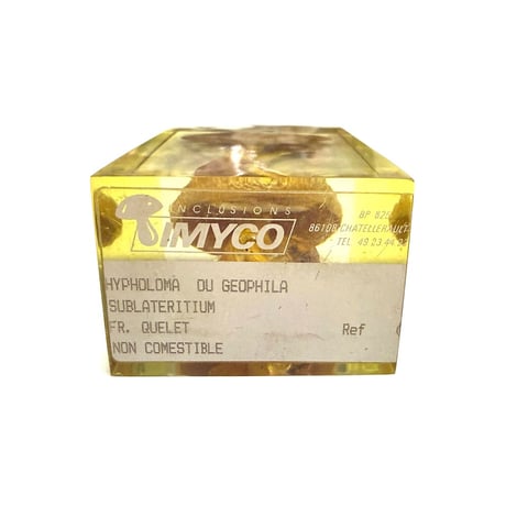 【USED】70's IMYCO French Resin-Embedded Chestnut Mushroom Object “Forest Archive”