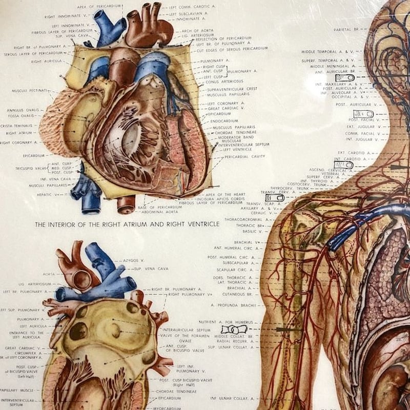 USED】90'S ANATOMICAL CHART COMPANY POSTER | KO