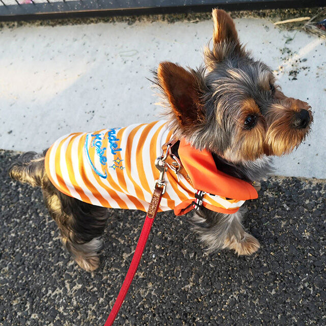 犬服　デザイン　フード付きタンクトップ　見本 ヒートテラ・ニコニコタンク 12455 [犬服] [SSから3L/FBM/FBL] 犬