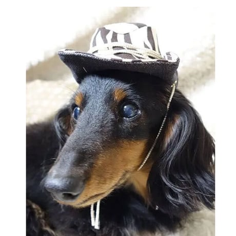 【A3印刷済み】犬猫用帽子（テンガロンハット）の型紙