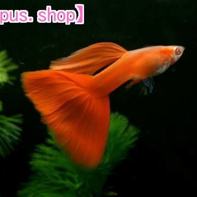 フルレッド・RREAレッドレースコブラ・メドューサ・コーラル・所沢