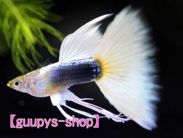 国産ドイツイエロー タキシード リボン グッピー | 熱帯魚アクアリウム 