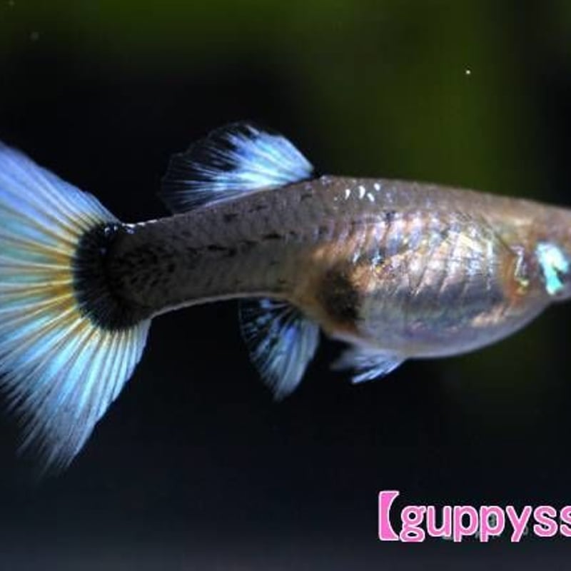 国産ドイツイエロー タキシード グッピー | 熱帯魚アクアリウム観賞魚