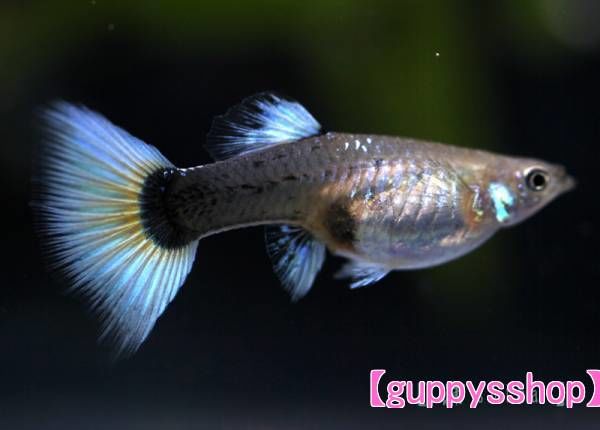 国産ドイツイエロー タキシード グッピー | 熱帯魚アクアリウム観賞魚
