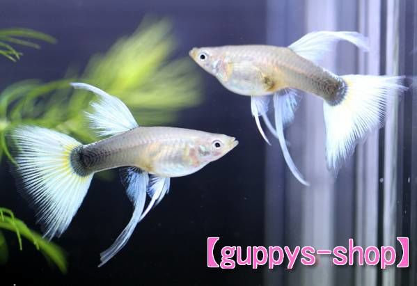 国産ドイツイエロー タキシード リボン グッピー | 熱帯魚アクアリウム 