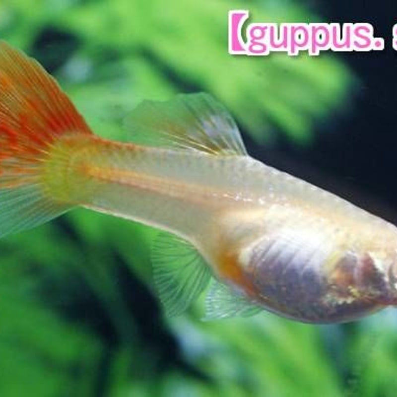 フルレッド・RREAレッドレースコブラ・メドューサ・コーラル・所沢