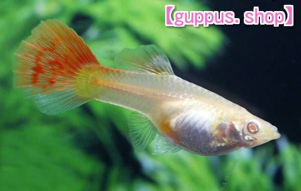 極赤フルレッド RREA 熱帯魚 グッピー 赤さ1番系統 | 熱帯魚 