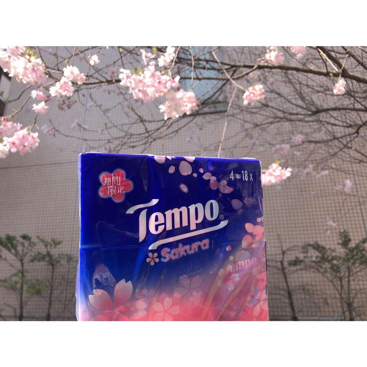 香港☆Tempo】2023年 桜・SAKURA☆香り付き 18pcs / 1パック #303...