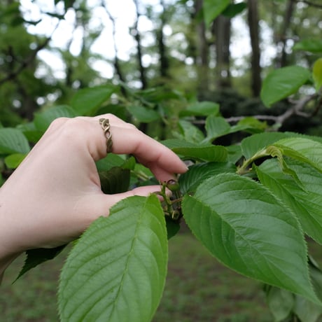 Kazenami Brass Ring
