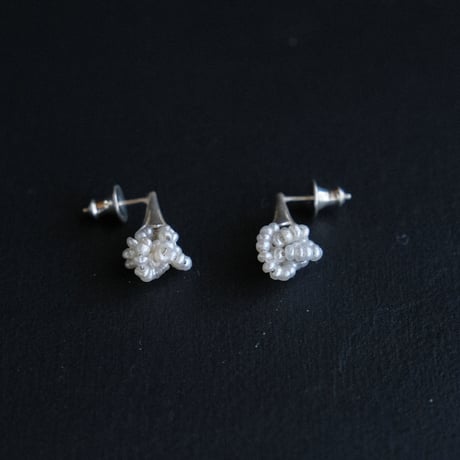 ヒョウタンバナ　Pierce