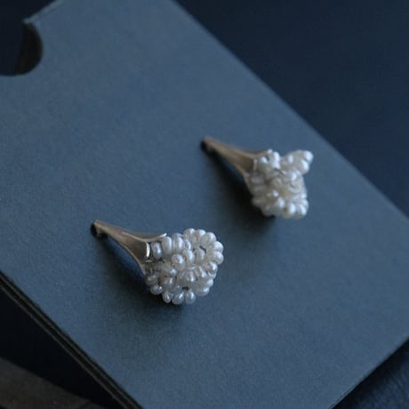 ヒョウタンバナ　Pierce