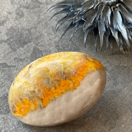 バンブルビージャスパー | STORES