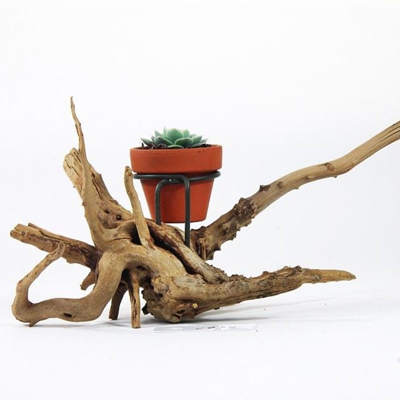 流木 インテリア 1.5号鉢ホルダー付き流木 卓上型 No.1978 | 流木専門店のアクア