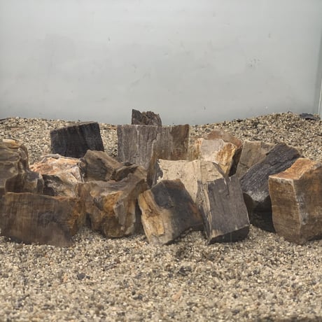ミニ木化石 １kg セット