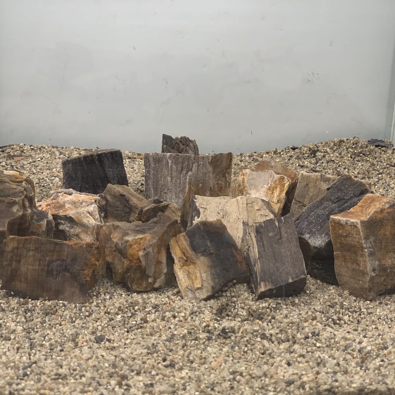ミニ木化石 1kg セット | 流木専門店のアクアリバー/アクアリウム