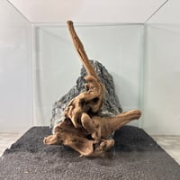 マングローブ系流木.     Mサイズ(W24cm)・オンリーワン ★現物撮影  1点　No.6219（45cm水槽)