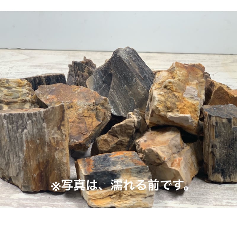 ミニ木化石 10kg セット（kgあたり520円） | 流木専門店のアクアリバー