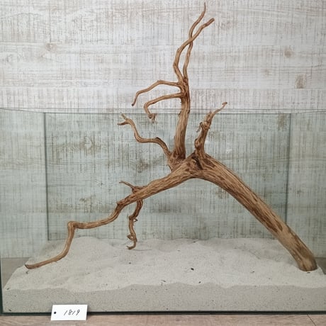 お買い得ビッグネシア流木 ブラウンタイプ　3Lサイズ　1点ものNo.1819【W約 54cm】