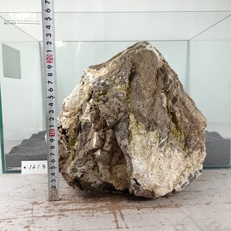 BIG木化石　１点もの　NO.1613（W約22cm/H約22cm)(45cm水槽）
