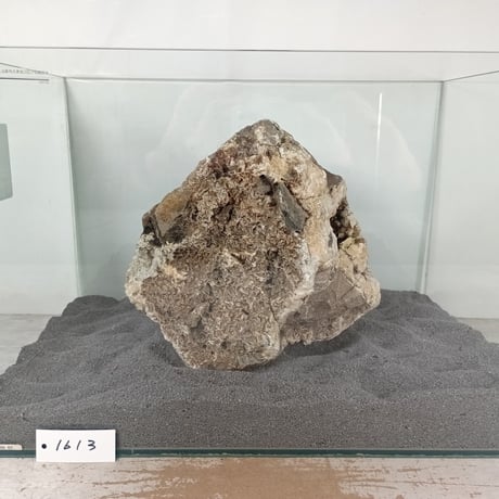 BIG木化石　１点もの　NO.1613（W約22cm/H約22cm)(45cm水槽）