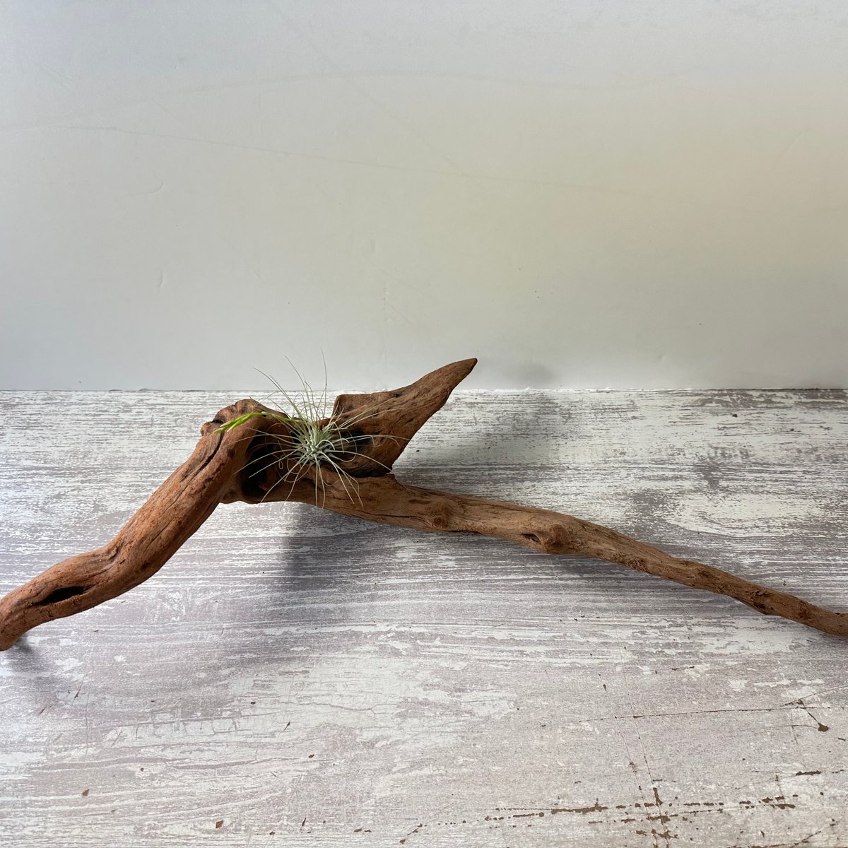 り*う様 特大　流木　アクアリウム 超大型流木 水槽用 アクアリウム③ - メルカリ