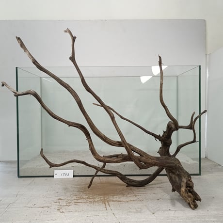 CATEGORY ブランチ系流木 | 流木専門店のアクアリバー/アクアリウム