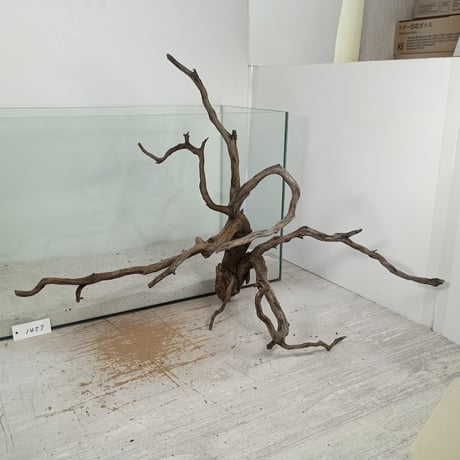 CATEGORY 流木（全種類） | 流木専門店のアクアリバー