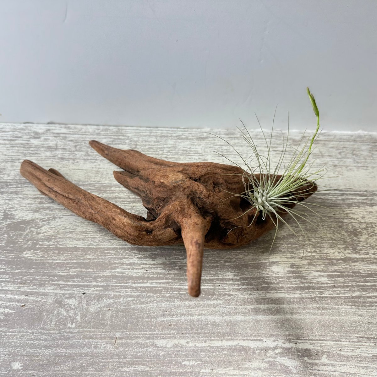 流木 インテリア 大型 天然 エアプランツ アクアテリウム 止まり木 DIY 流木 インテリア 大型 天然 エアプランツ アクアテリウム 止まり木 DIY