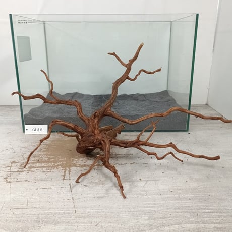 CATEGORY ブランチ系流木 | 流木専門店のアクアリバー/アクアリウム