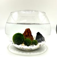 マリモSサイズ単品（1個）（サイズ直径約10mm)