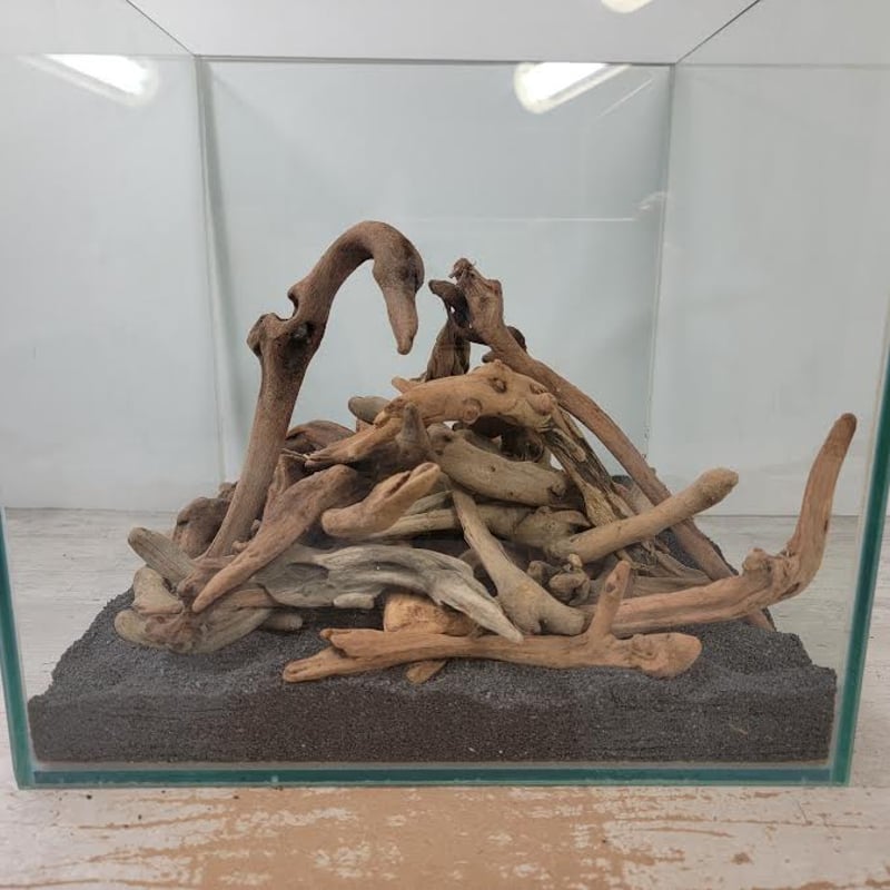 お買い得・マングローブ系ショートステック流木 5kg入(約150本