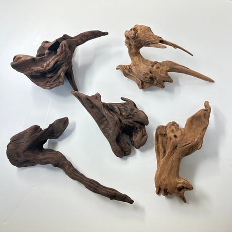 マングローブ系流木 Sサイズ15cm〜25cm  おまかせ5本×１セット（合計５本）