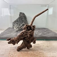 マングローブ系流木.     Mサイズ(W約26cm)・オンリーワン ★現物撮影  1点　No.6227 （45cm水槽)