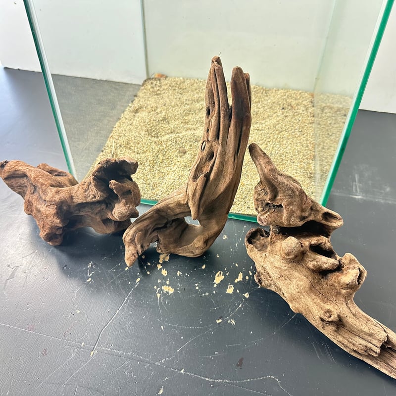 【一級品】No.394 大型流木　流木マンション 3本組マングローブ系流木 Sサイズ15cm〜25cm （合計3本） No