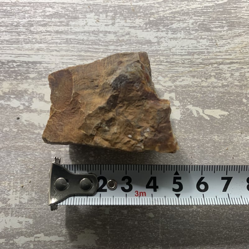 ミニ木化石 1kg セット | 流木専門店のアクアリバー/アクアリウム