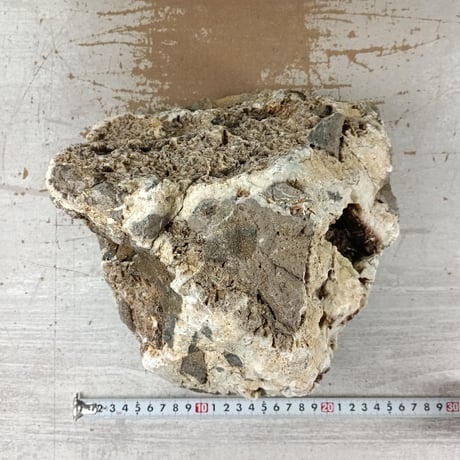 BIG木化石　１点もの　NO.1613（W約22cm/H約22cm)(45cm水槽）