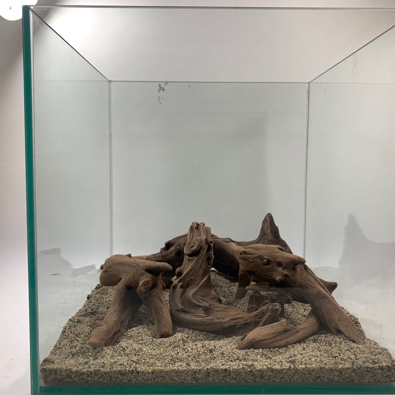 マングローブ系流木 Sサイズ15cm〜25cm おまかせ5本×3セット（合計15