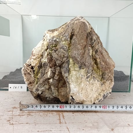 BIG木化石　１点もの　NO.1613（W約22cm/H約22cm)(45cm水槽）