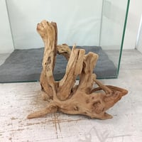 ネシア流木 ブラックタイプ 3Lサイズ 1点ものNo.1352【W約63cm