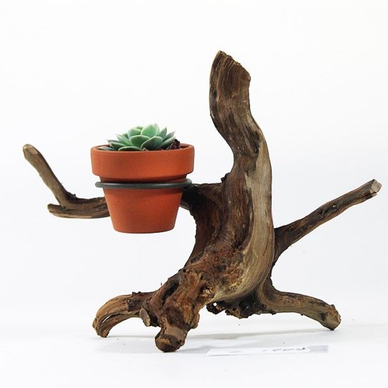 1.5号鉢ホルダー付き流木 卓上型 No.1984 | 流木専門店のアクアリバー