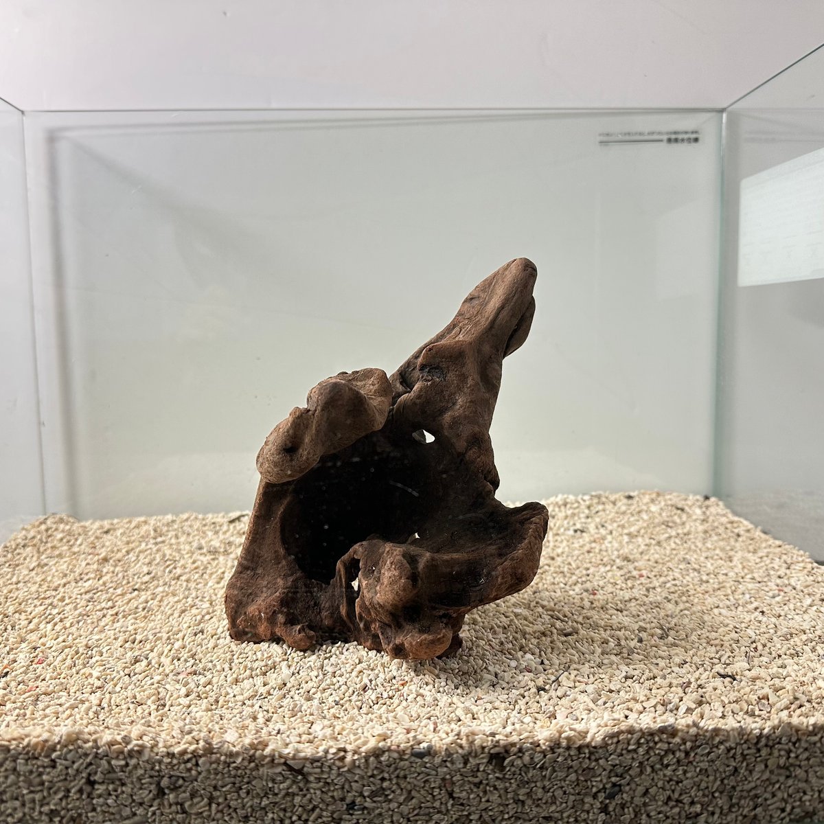 穴あきマングローブ系流木 Sサイズ(W約21cm)・オンリーワン