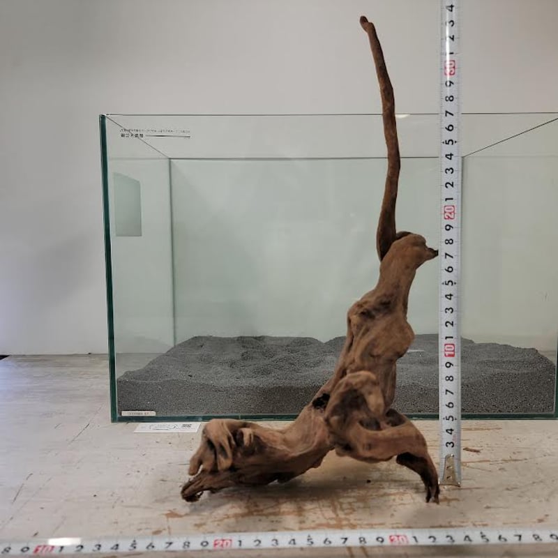 【オンリーワン品】山羊夫婦の流木マングローブレイアウト オンリーワン品】山羊夫婦の流木マングローブレイアウト