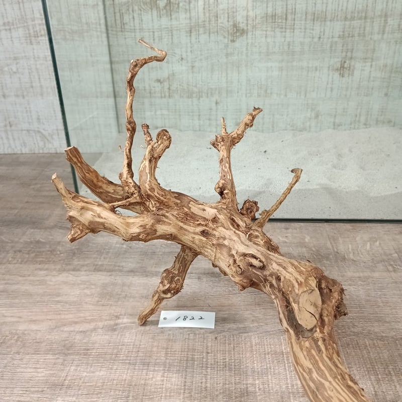 流木。 龍のような希少流木ナチュラルブランチ 3Lサイズ W約47㎝ | 流木専門店
