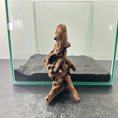 受注品：流木 産直】ニューマングローブ系流木 (硬質系アソート) M 12入り