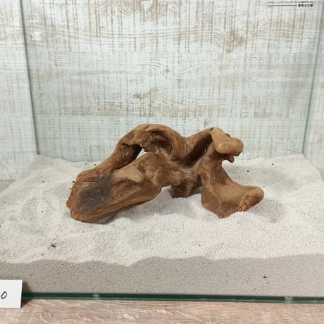 穴あきマングローブ系流木   MSサイズ　オンリーワン ★現物撮影  1点　No.1840(W約23㎝）