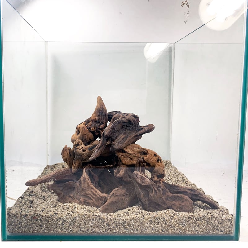 マングローブ系流木 プチサイズ 約10～15㎝ 10本入×1セット（合計10本