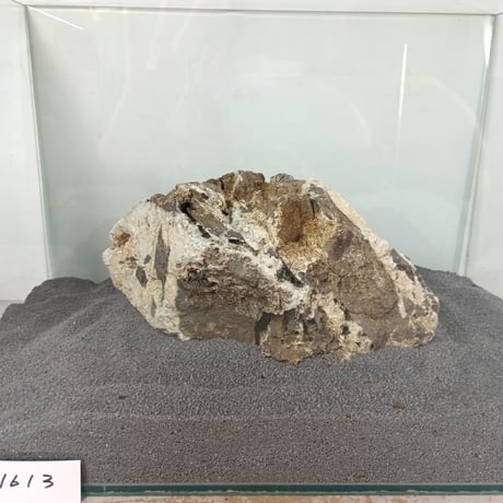 BIG木化石　１点もの　NO.1613（W約22cm/H約22cm)(45cm水槽）
