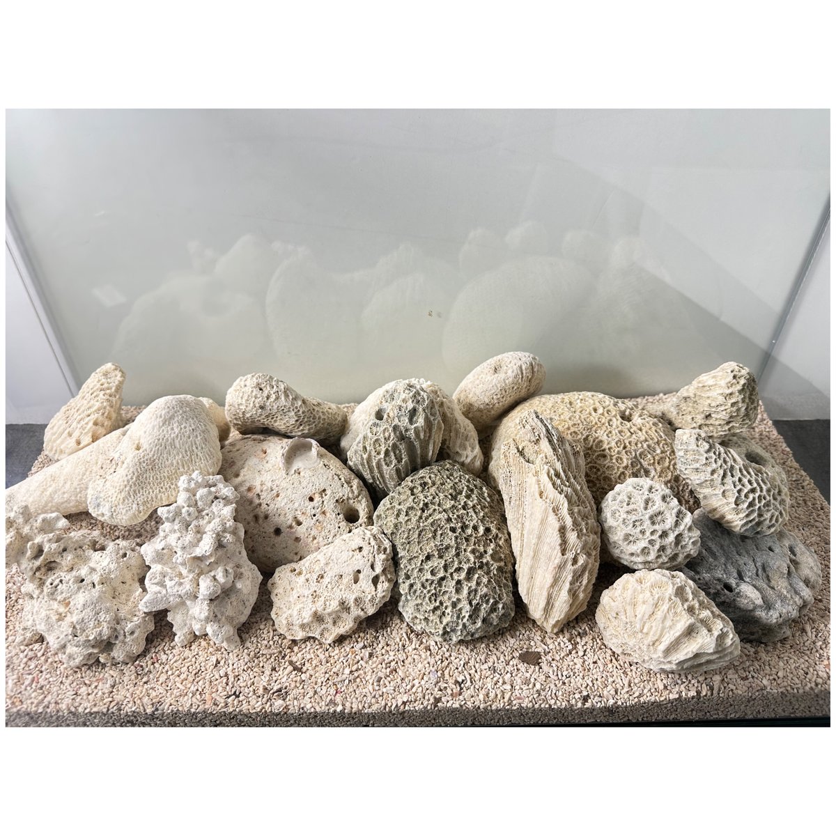 サンゴ石 5kg セット (現物撮影）No.5002 | 流木専門店のアクアリバー